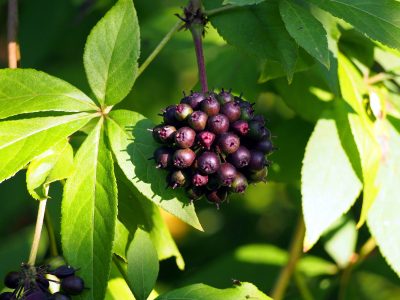 Acanthopanax, Eleutherococcus henryi - siberian ginseng berries, Eleuthero closeup.