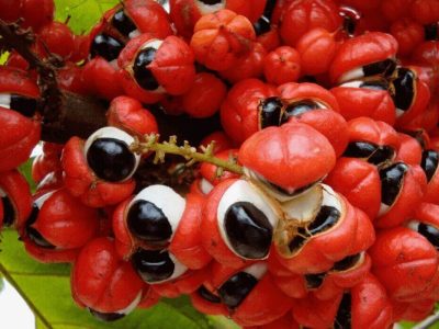 plantar-guarana